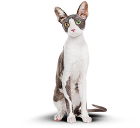 Подтянутый кот на корме Cat Energy Slim
