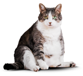 Упитанный кот на обычном корме